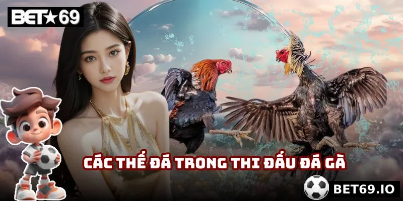 Các thế đá được áp dụng trong khi thi đấu đá gà 