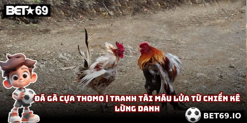 Đá gà Thomo | Tranh Tài Máu Lửa Từ Chiến Kê Lừng Danh