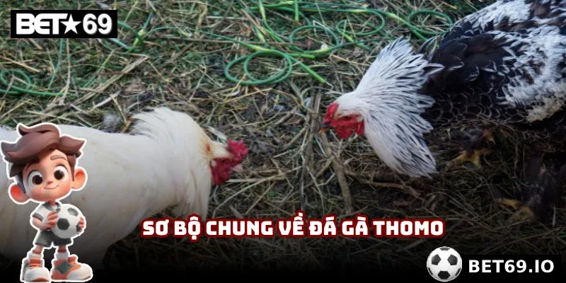 Sơ bộ chung về đá gà Thomo tại nhà cái